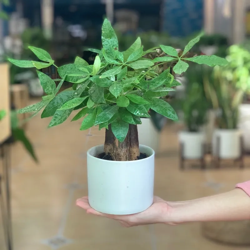 Góc sống động với cây kim ngân hoa nở duyên