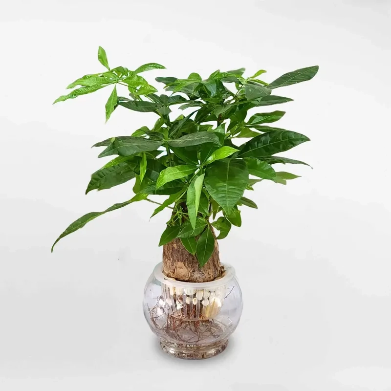 Không gian tinh tế hơn nhờ chậu kim ngân xanh