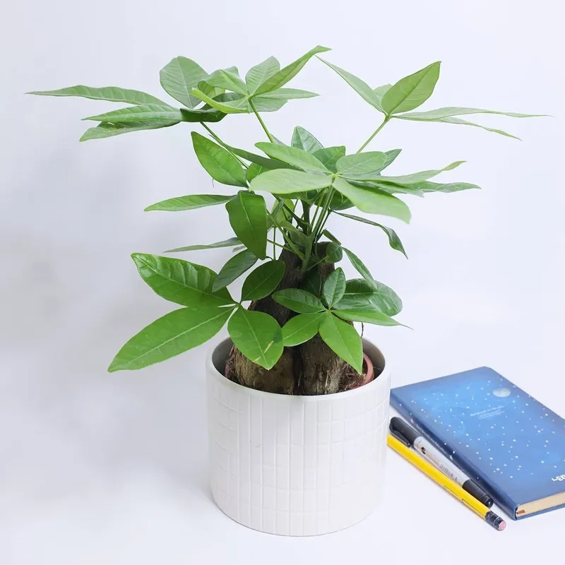 Khám phá vẻ đẹp đa dạng từ các loại cây kim ngân