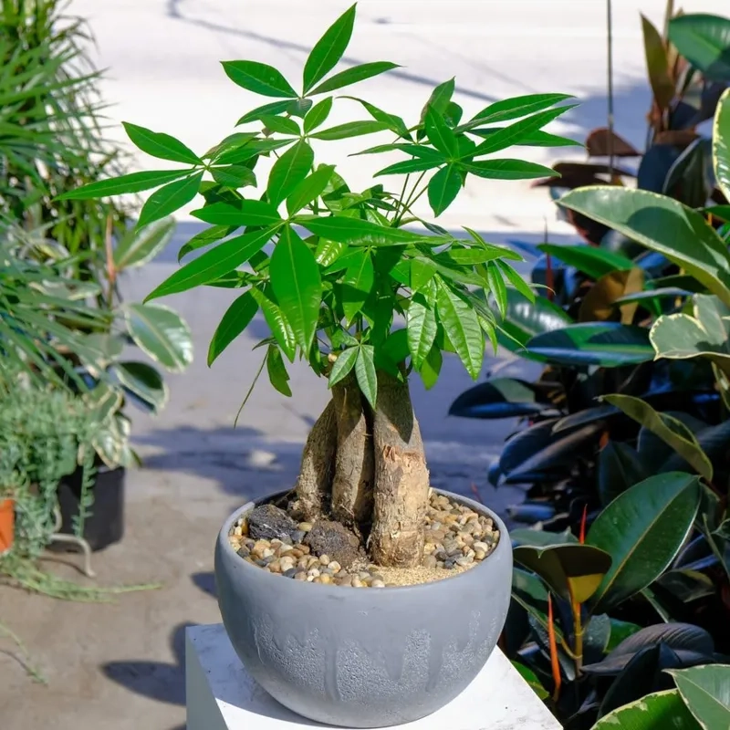 Tăng cảm hứng mỗi ngày cùng cây kim ngân để bàn làm việc