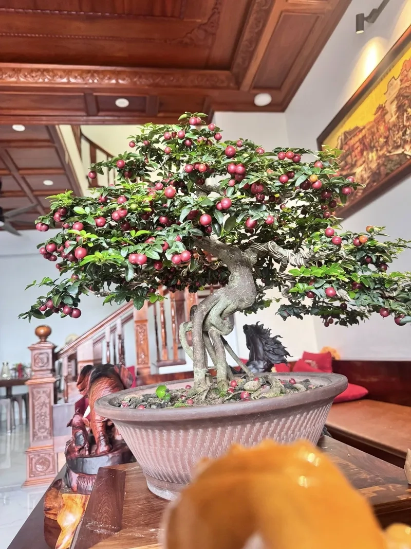 Gốc cây kim quýt cổ thụ sần sùi