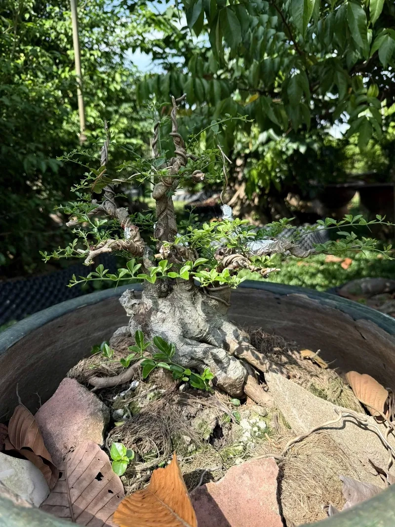 Vẻ đẹp kim quýt lá nhỏ xanh mướt