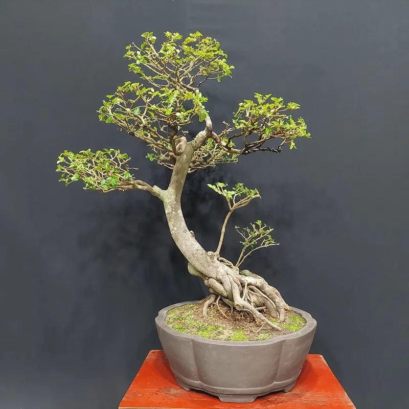 Những phôi kim quýt giá rẻ đẹp