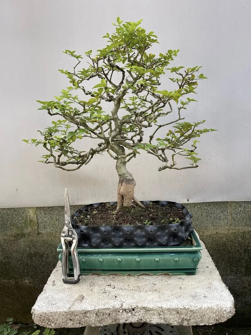 Xem kim quýt ra trái khi nào nhé