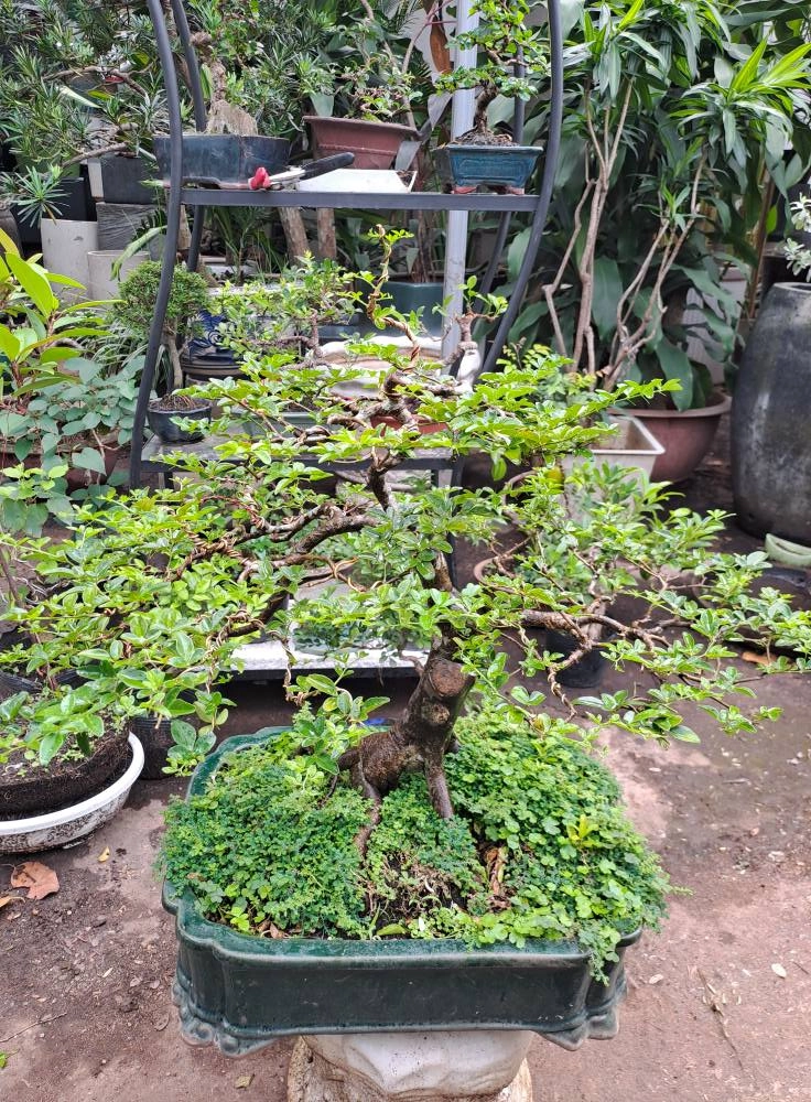 Loại đất trồng kim quýt tốt nhất