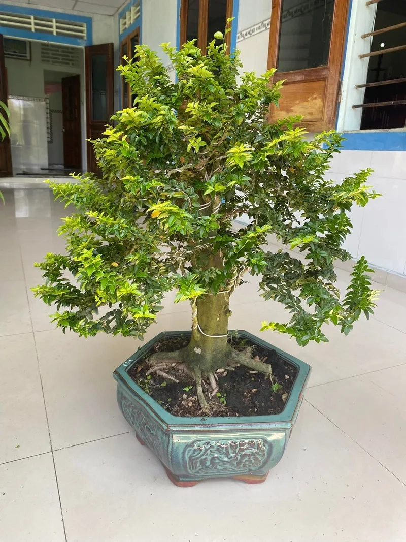 Gốc cây kim quýt quái độc lạ