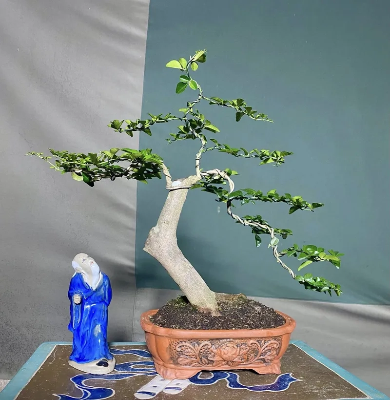 Mẫu kim quýt bám đá rêu phong