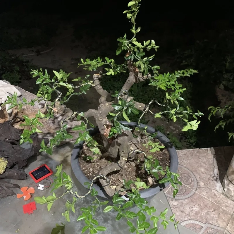 Thế kim quýt dáng văn nhân thanh