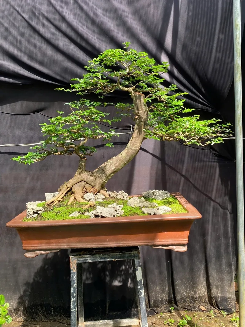 Thuốc kích rễ kim quýt hiệu quả