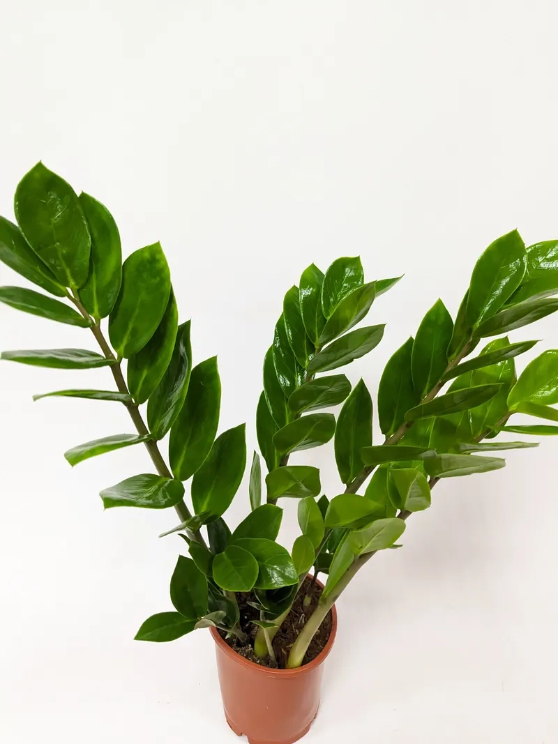 Ngắm cây kim tiền nở hoa kim tiền đẹp mắt