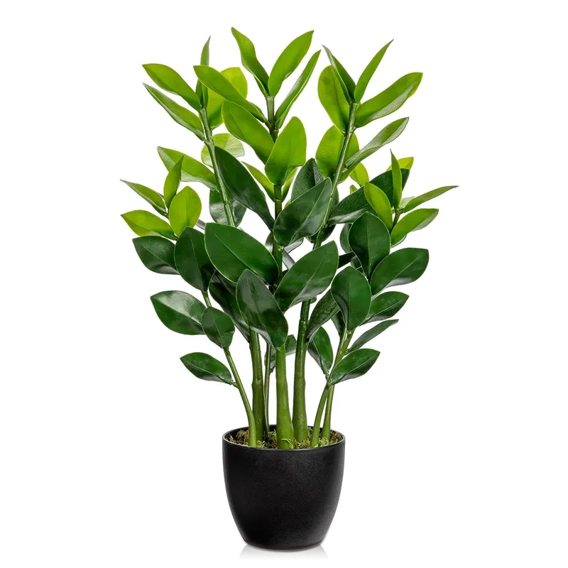 Chiêm ngưỡng cây kim tiền cùng hoa cây kim tiền