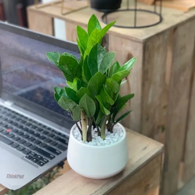 Gia tăng vận may cây kim tiền phong thủy đẹp