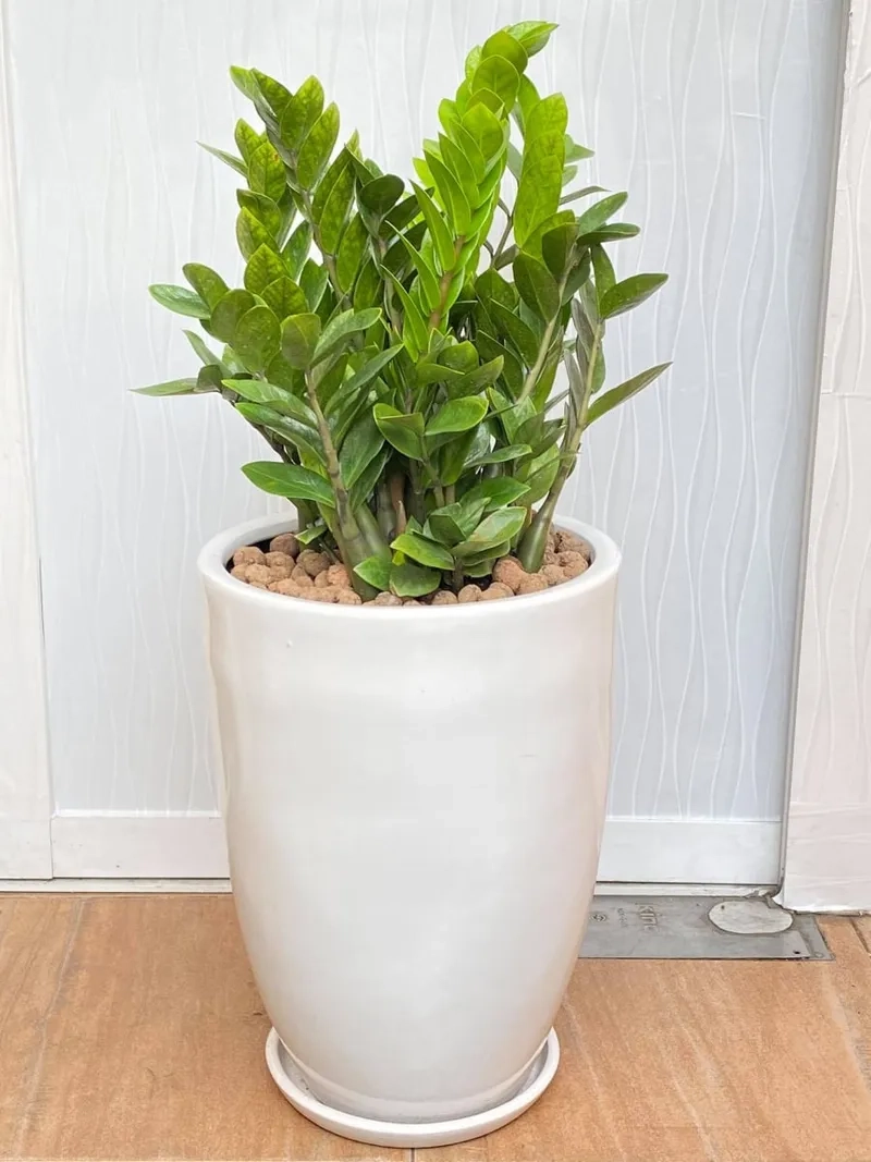 Bàn làm việc nổi bật cây kim tiền văn phòng