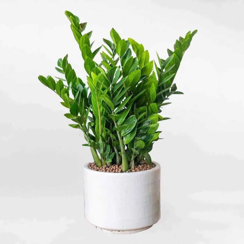 Không gian xanh nhờ cây kim tiền cây cảnh kim tiền