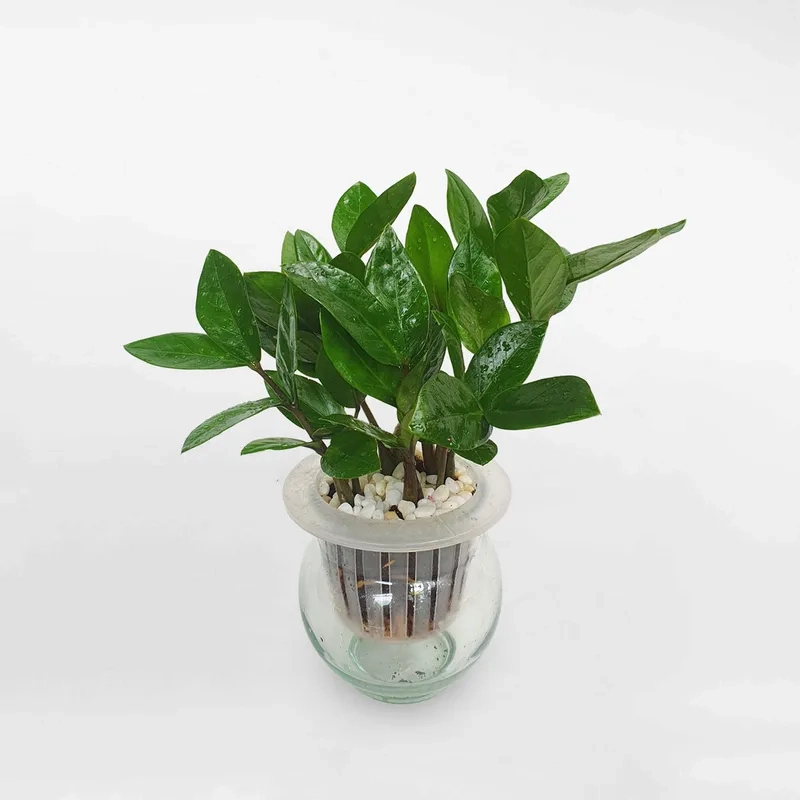 Tạo ấn tượng với cây kim tiền đẹp tự nhiên