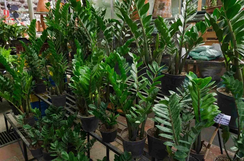 Trang trí cây kim tiền xanh tốt cho không gian