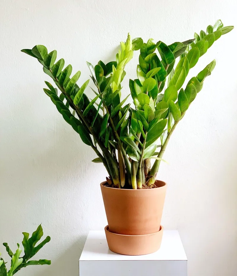 Xu hướng lựa chọn cây kim tiền bán chạy