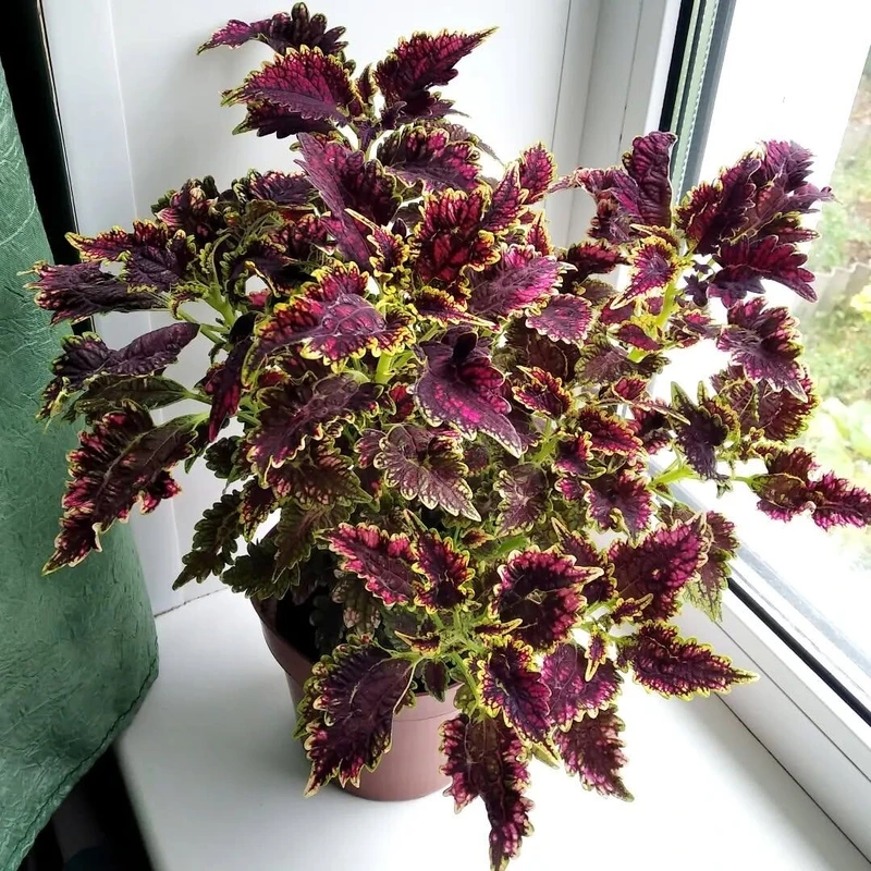 Cây lá gấm cảnh mang vẻ đẹp tự nhiên cuốn hút