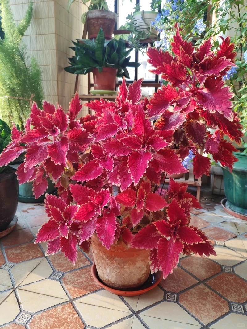 Cây lá gấm trang trí tăng nét cá tính cho góc nhà