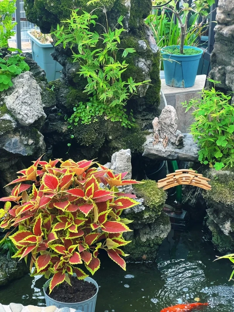 Cây lá gấm mini gọn nhẹ dễ bố trí