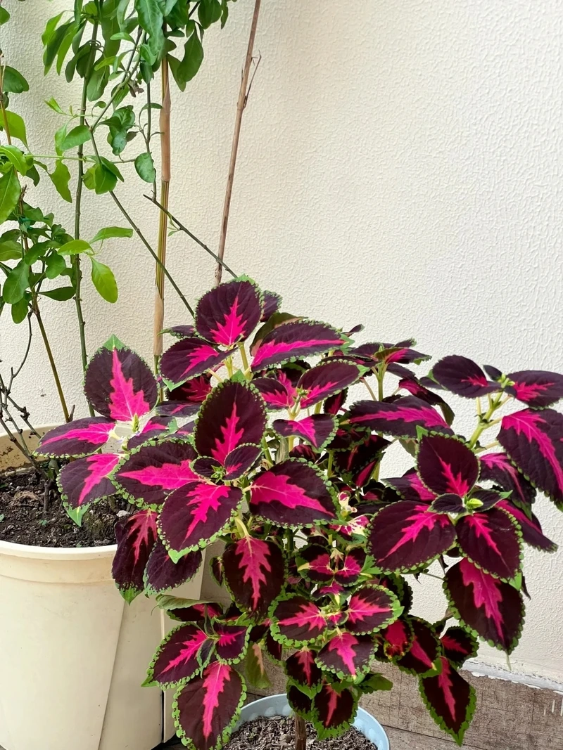 Cây lá gấm phong thủy mang năng lượng tích cực