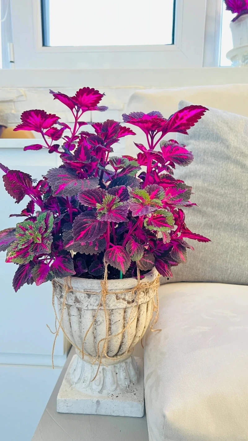 Cây lá gấm màu tím nổi bật và ấn tượng