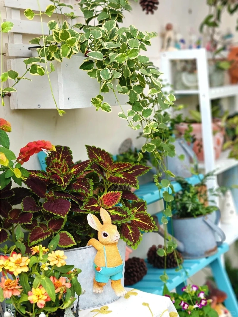 Cây lá gấm decor hợp xu hướng hiện đại