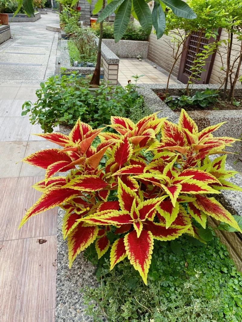 Cây lá gấm chậu nhỏ tiết kiệm diện tích trưng bày