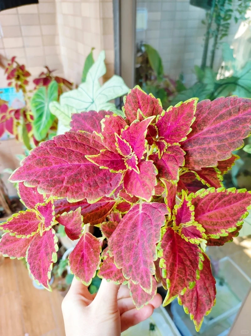 Cây lá gấm xinh nhìn là muốn sở hữu