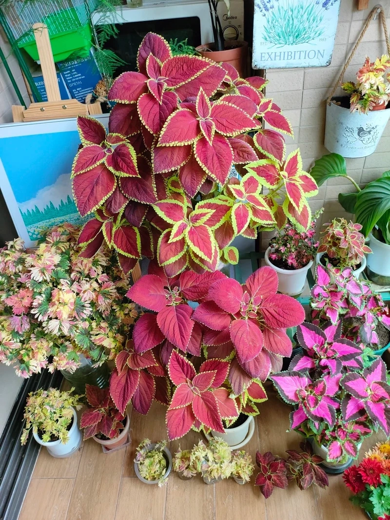 Cây lá gấm aesthetic hợp gu nhẹ nhàng