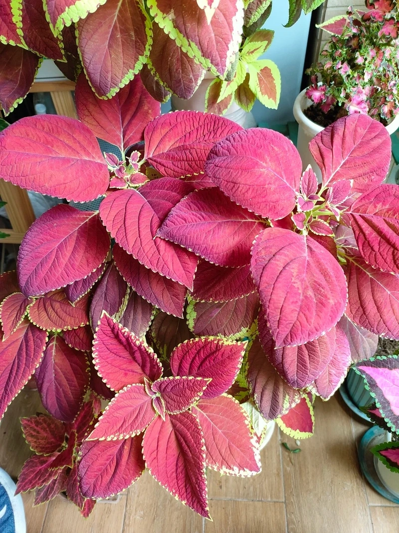 Cây lá gấm tối giản tinh gọn mà nổi bật