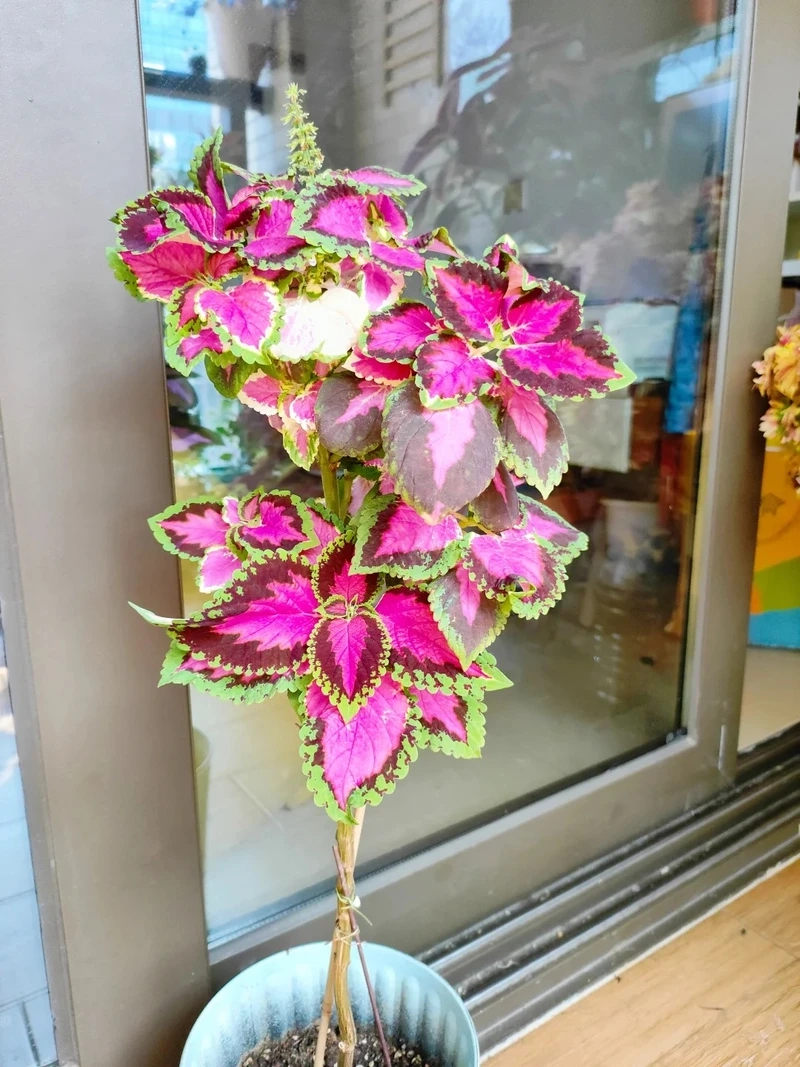 Cây lá gấm hiện đại hợp không gian trẻ trung