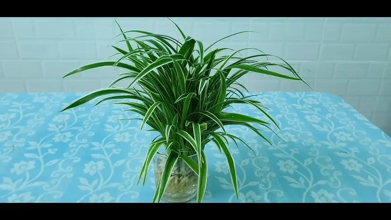 Cây Lan Chi mang ý nghĩa thanh lọc không gian sống