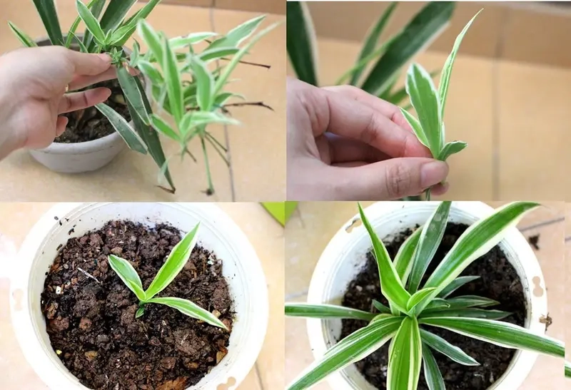 Các loại cỏ lan chi đa dạng dễ trồng trong nhà