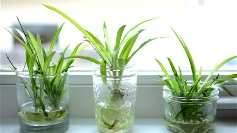 Cách trồng cây lan chi giúp cây xanh lâu dài