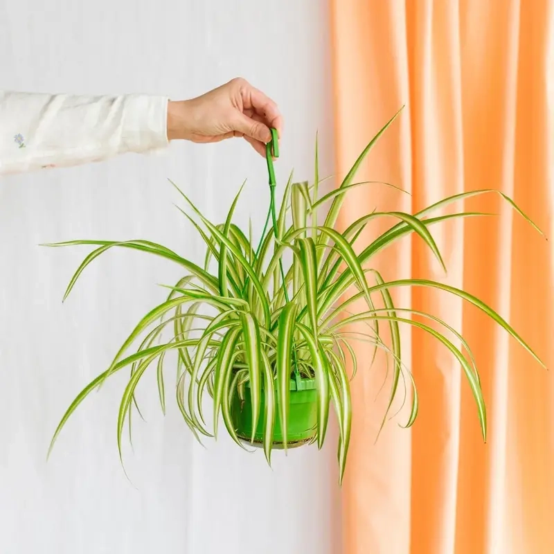 Cây cỏ lan chi xanh tạo cảm giác thư giãn