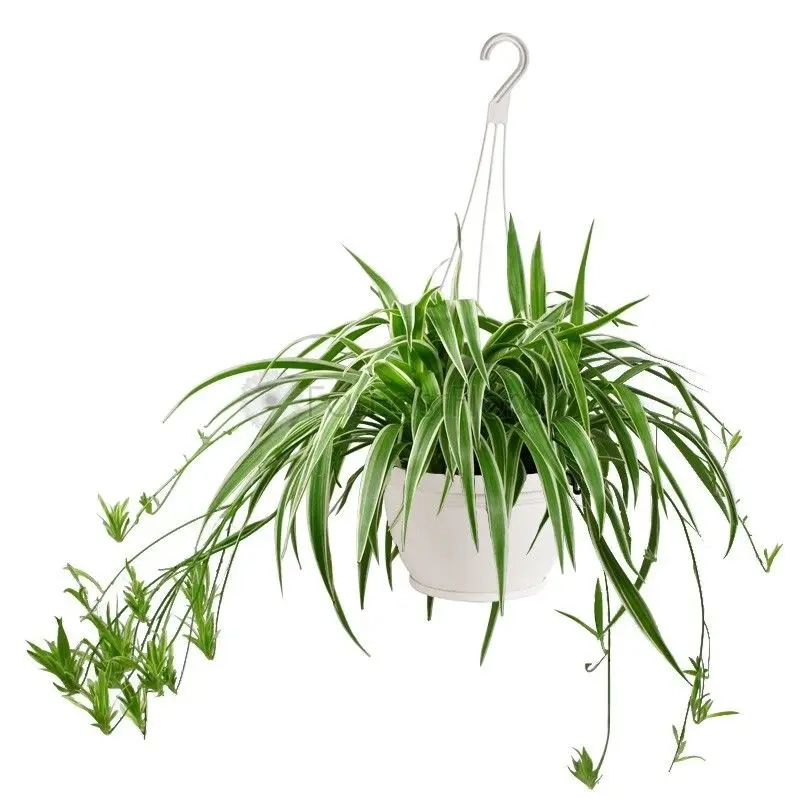 Cây lan chi hợp với tuổi nào theo phong thủy