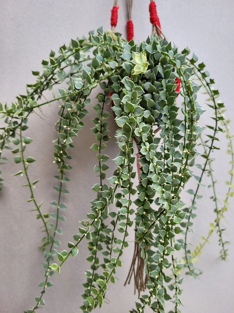 Cây lan tim trong nhà phù hợp nhiều phong cách