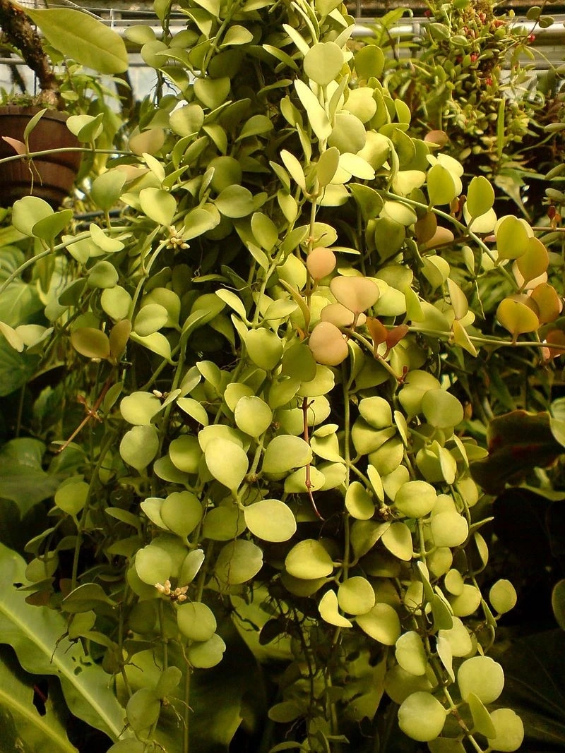 Cây lan tim trang trí mang cảm giác nhẹ nhàng