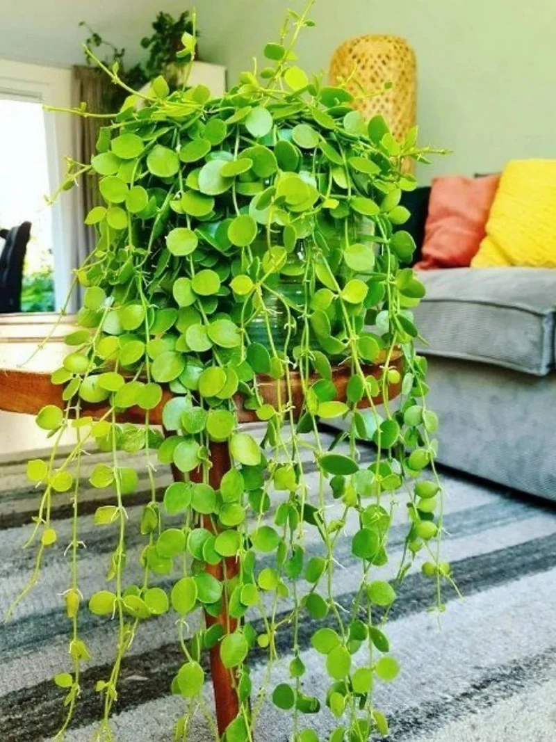 Cây lan tim treo mềm mại và đầy cuốn hút