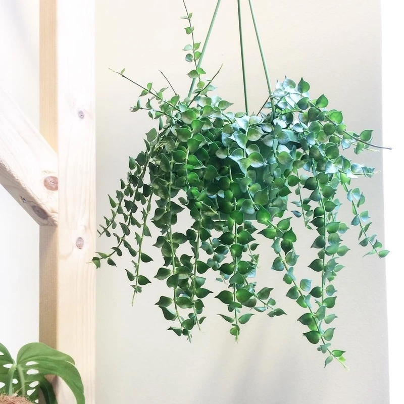 Cây lan tim bàn làm việc tạo cảm hứng mỗi ngày