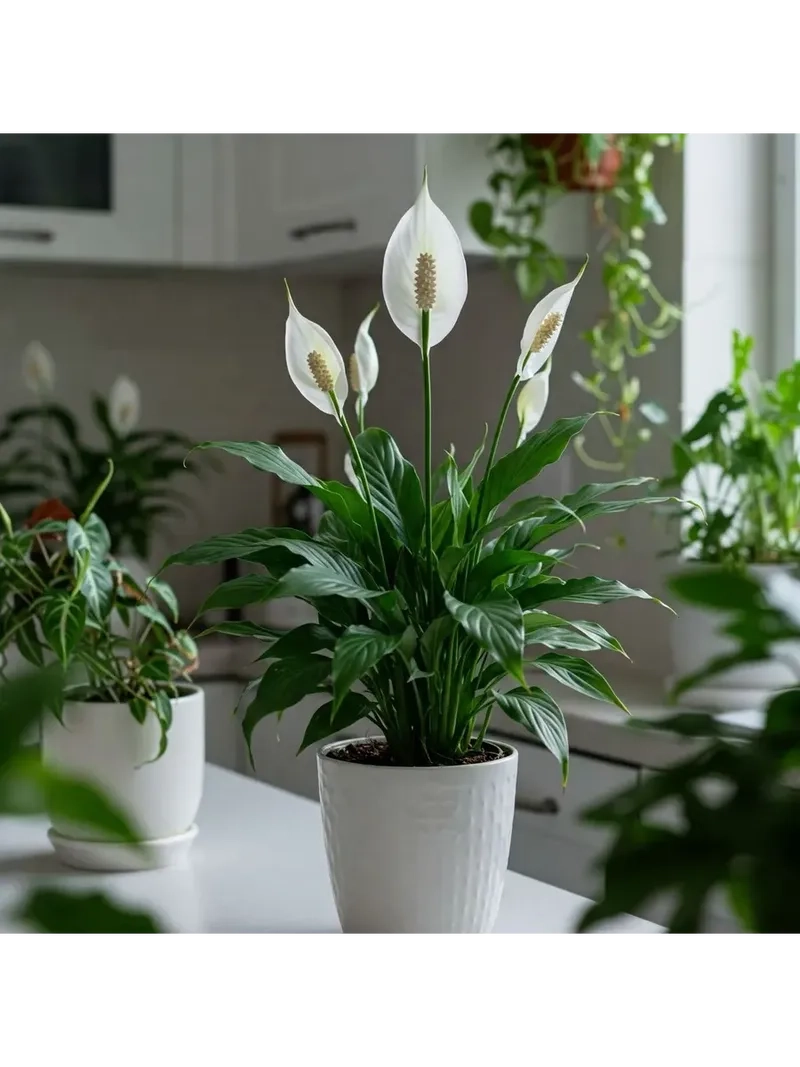 Góc phòng nổi bật với hoa lan ý cây lan ý