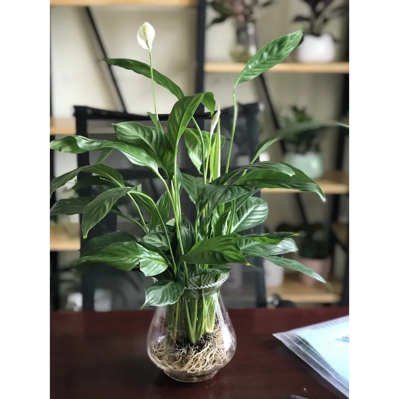 Mỗi ngày thư giãn với chăm sóc cây lan ý xanh