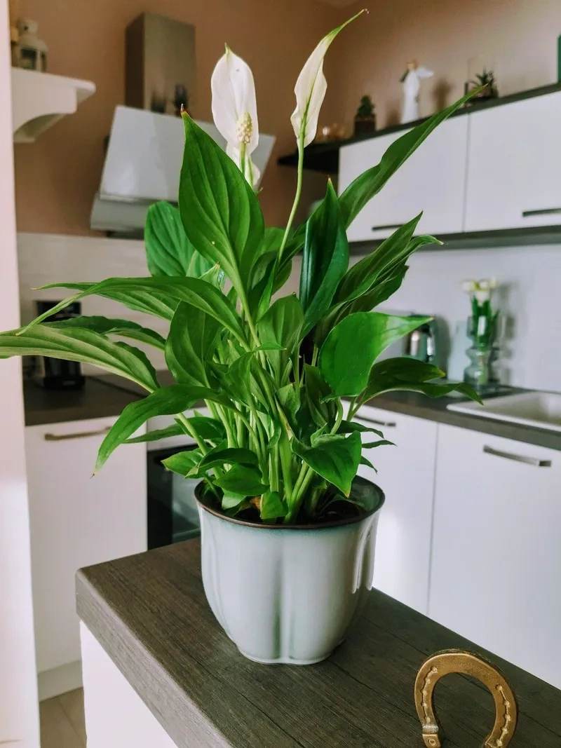 Không gian nhỏ gọn nhờ chậu lan ý để bàn cây lan ý