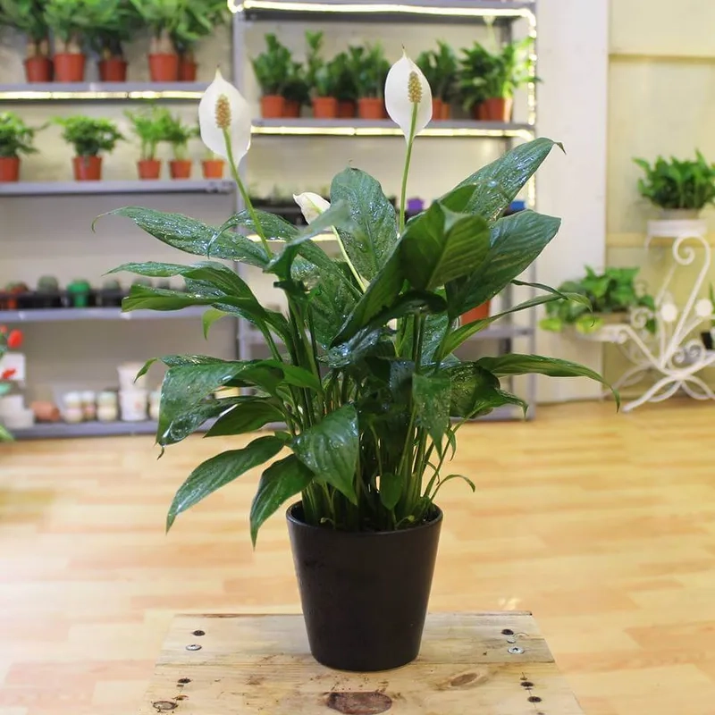 Mẹo hay cho cách chăm sóc cây hoa lan ý tại nhà