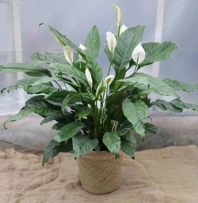 Góc học tập mới lạ với cách trồng cây lan ý trong nước