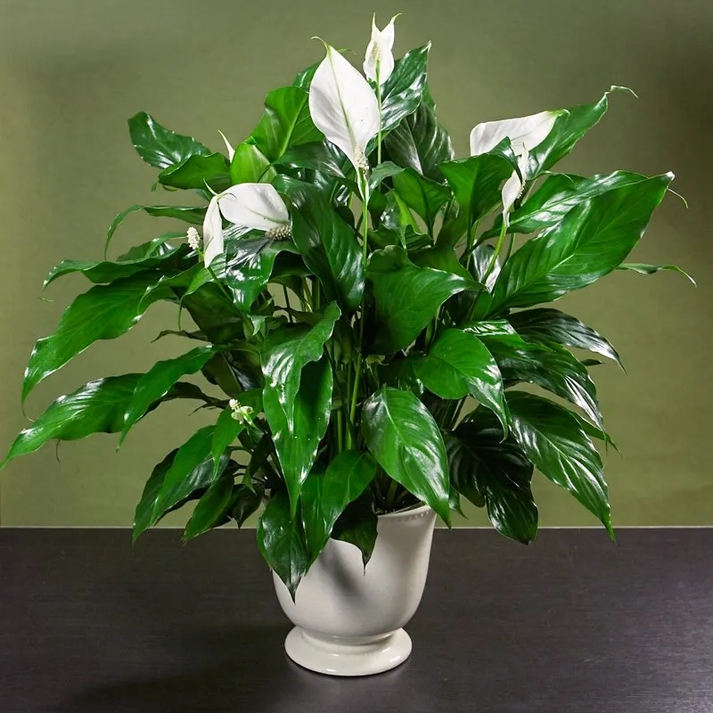 Nhà thêm sinh khí nhờ cây kiểng lan ý cây lan ý