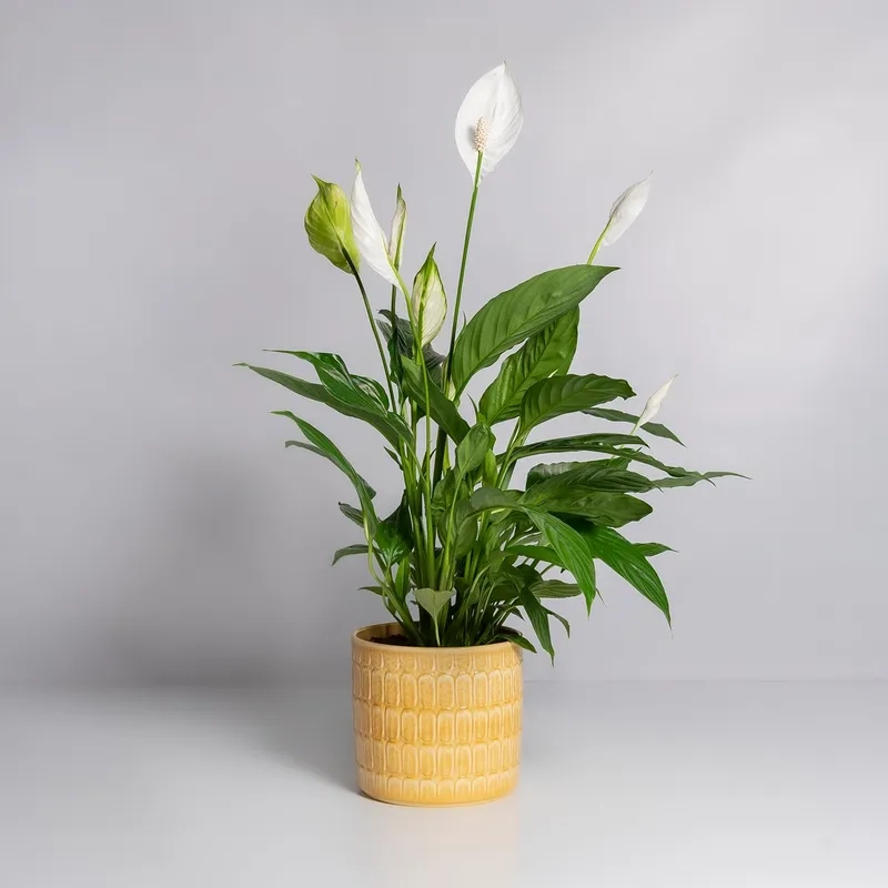 Không gian dễ chịu với cây lan ý trong nhà xanh mát