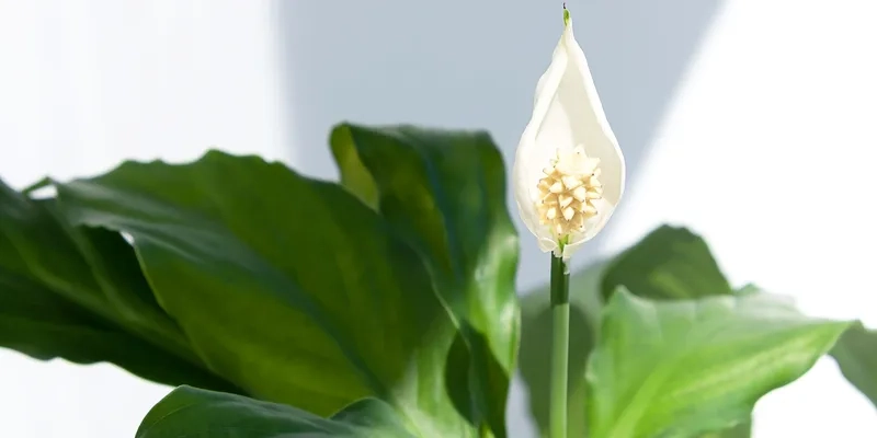 Bàn làm việc tươi mới nhờ cây lan ý văn phòng