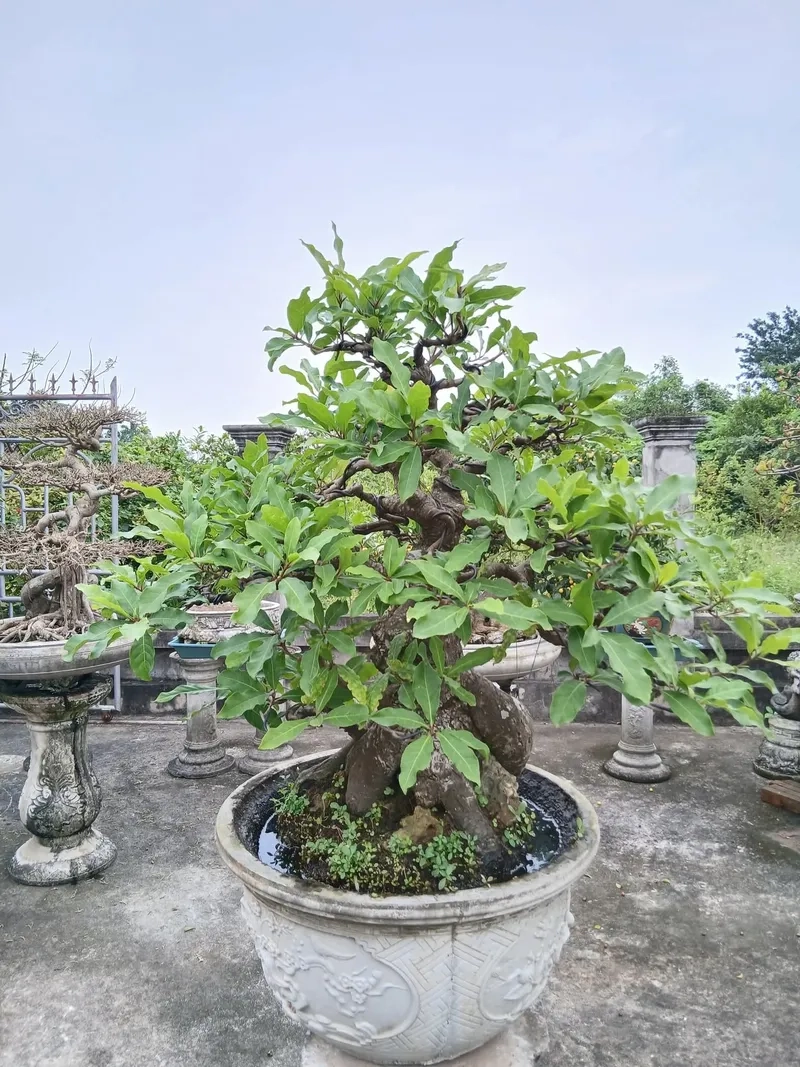 Mẫu lộc vừng hoa trắng tinh tế